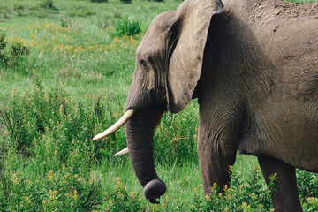 Wild elephants protecting their young baby in natural habitat