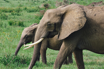 Wild elephants protecting their young baby in natural habitat