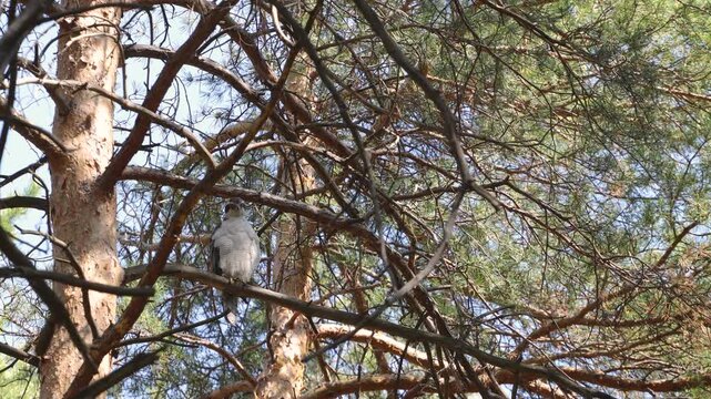 A goshawk perched on a tree. The bird perches on a pine branch and looks around.