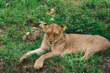 Female lion resting on the green grass in the African savanna