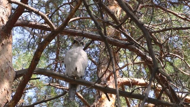 A goshawk perched on a tree. The bird perches on a pine branch and looks around.