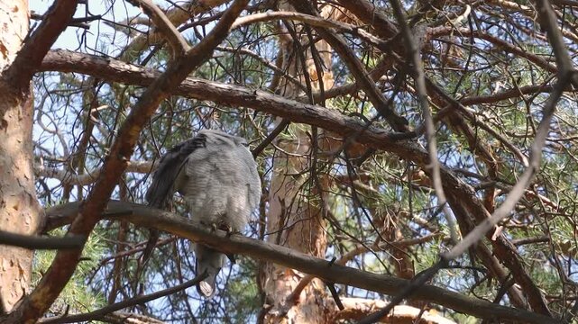A goshawk perched on a tree. A goshawk perches on a pine branch. Raising its wing, it preens its feathers with its beak.