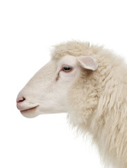 White Sheep Profile