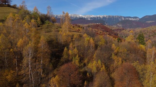Gorgeous Autumn Golden Birch Forest and Rolling Hills in Pestera Valley under Piatra Craiului Mountains Aerial Lateral Flight 4K Graded
