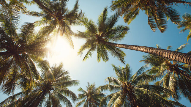 Looking up through lush green palm trees towards a bright, shining sun on a clear blue sky, evoking a tropical paradise.