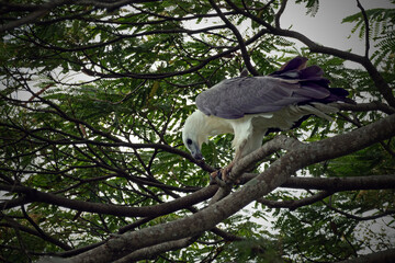 The white-bellied sea eagle perching on the branch