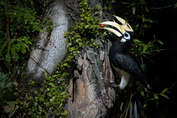 Obraz premium A male Oriental Pied Hornbill about to feed his partner in her nest