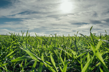 Obraz premium Wide green wheat field under cloudy blue sky.