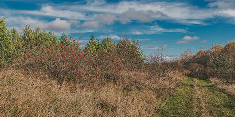 Fototapeta premium Panorama of an autumn landscape with a wild field, rosehip bushe.