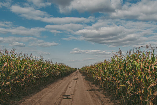 Perspective of a road in the middle of corn farmland.