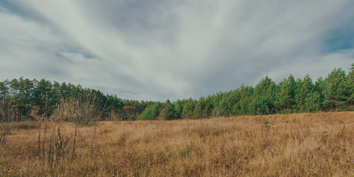 Autumn landscape with a field of dry grass and a pine forest und.
