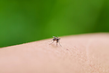 Fototapeta premium Close-up view of Mosquito Biting Human Skin