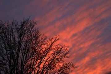 Fototapeta premium A cloudy sunset behind a tree