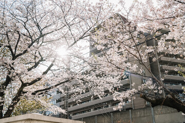 White spring blossoms on tree branch in Japanese city