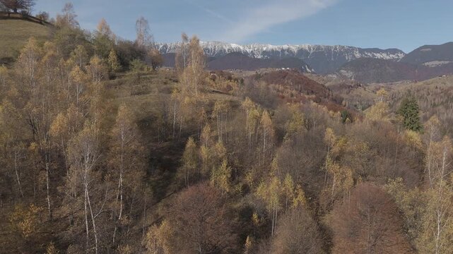 Gorgeous Autumn Golden Birch Forest and Rolling Hills in Pestera Valley under Piatra Craiului Mountains Aerial Lateral Flight 4K Ungraded Log