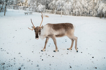 Reindeer walking in winter at a farm