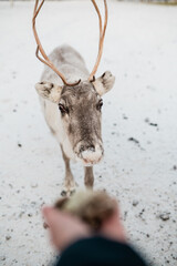 Handfeeding of a reindeer at a farm in Lapland, Finland © Cavan