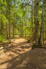 Sunny Forest Trail in Sunlight