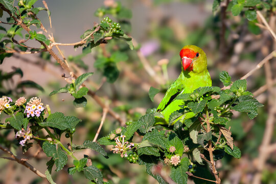 Black-winged lovebird or Abyssinian lovebird (Agapornis taranta), Ethiopia.