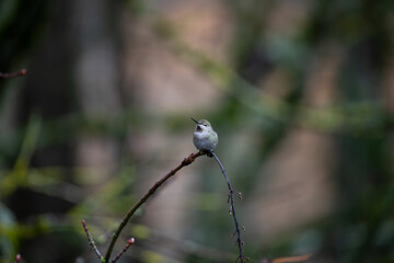 Close up photo of hummingbird, also called colibri, perched on branch in Oregon, Pacific Northwest, USA. Detailed feathers in natural light with soft background, ideal for wildlife conservation themes