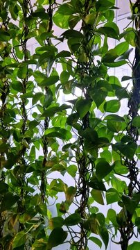 climbing plant or pothos. This plant is one of most popular houseplant due to its unpretentiousness and ability to quickly create rich green walls or overhang. dividing wall on steel cable in office