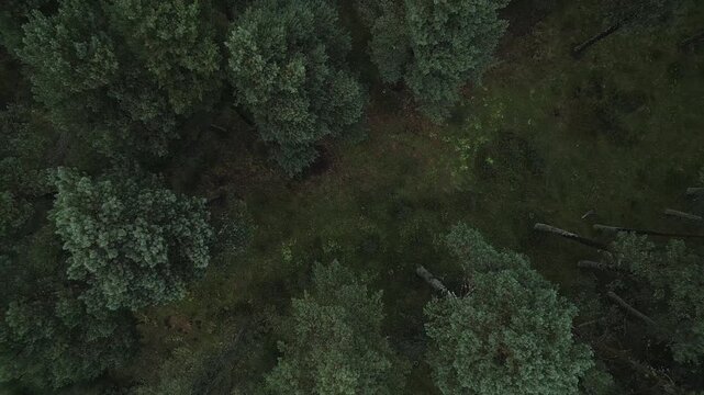 Aerial top down view flying over a lush, dark green mediterranean pine forest, capturing the rich texture of the treetops and the natural scenery of the vast, untouched wilderness below