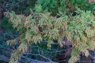 Cedar flower buds during the spring pollen season.