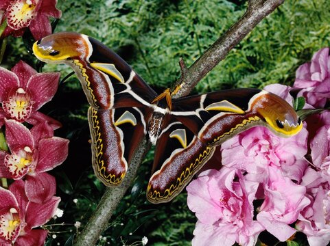 Atlasfalter,  Archaeoattacus edwardsii, Nachtfalter, einer der gr&ouml;&szlig;ten Schmetterlinge der Erde, Spannweite 250 mm, pr&auml;sent im Himalaya, Vietnam, Myanmar, Peninsular Malaysia&nbsp;und in&nbsp;Borneo,&nbsp;Sabah. 