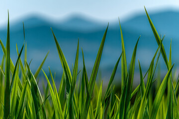 Vibrant green grass blades gently swaying in soft focus with blurred blue mountain silhouettes creating a serene and peaceful natural landscape atmosphere