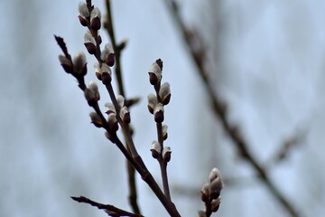 Willow, the first greetings of spring days © DusanCZ