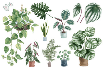 Watercolor botanical png plant set © yusmal