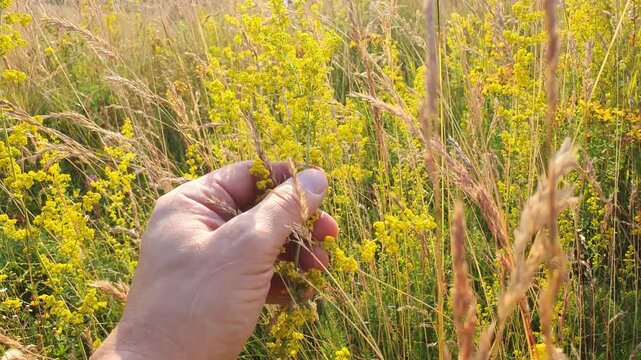 Man picking and holding field flowers in nature.