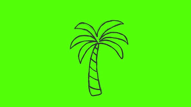 Hand drawn palm tree doodle animation on green background seamless loop 4k animation video