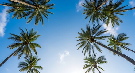 Obraz premium Low angle photo looking up at tall palm trees against tropical sky. Wide angle perspective with bright summer vibe, travel and vacation concept, clean natural background.