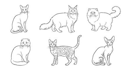 Naklejka premium cat breeds , 6 black delicate line drawings vector set collection , white background , PNG and SVG 