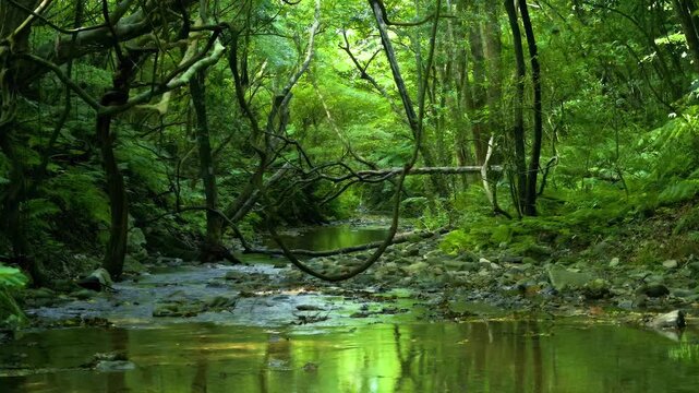 Nature of Okinawa islands, Japan