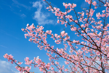 Beautiful Kawazu cherry blossoms blooming on the coast of Izu.