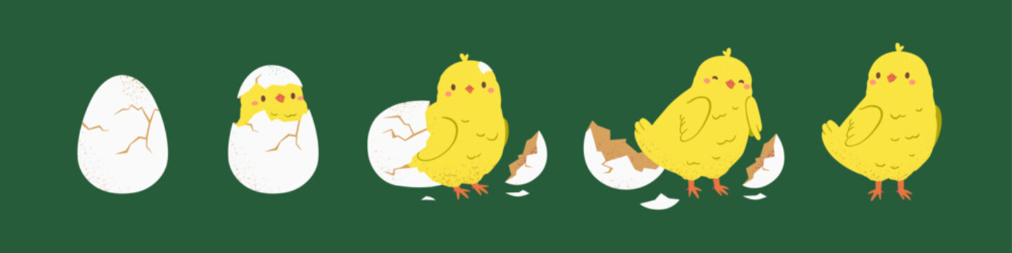 Easter chicken hatching from egg stages, breaking shell. Cute yellow chick cracking eggshell. Birth, growth process of little lovely feathered baby bird. Flat vector illustration isolated