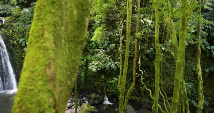 Salto do Prego waterfall is surrounded by lush green trees and moss