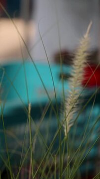 Close Up Vertical Shot of Desho Grass Swaying in the Wind
