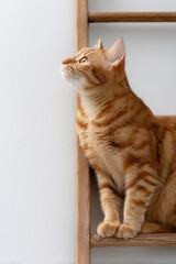 Conceptual image of a ginger tabby cat climbing a wooden ladder towards the light, symbolizing growth and success.
