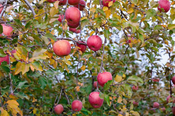 Obraz premium View of a Fuji apple orchard in bright red in late autumn.