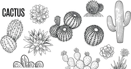 Collection of hand-drawn cactus and succulent illustrations with the word CACTUS desert plant © Rasel