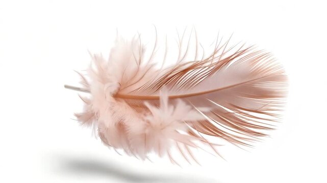 A feather floats in mid-air above a white background. It sways gently and showcases its details while remaining suspended. The moment captures the essence of lightness