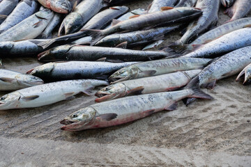 Obraz premium Freshly caught Pacific mackerel and jack mackerel piled in a wooden crate at a Korean fish market. High angle view showing shiny silver scales.