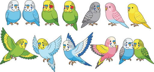 Set of colorful budgie parakeet bird vector illustrations with various poses flying and sitting isolated on white background for pet nature design