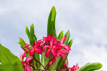 Plumeria Flowers Selective Focus Bokeh Wild