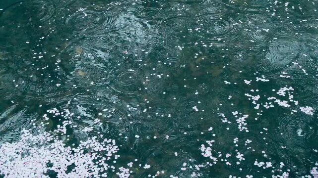 Cherry Blossom Petals Floating on Pond with Rain Ripples in Spring