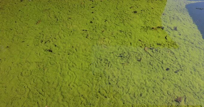 A small pond with green water and a concrete wall