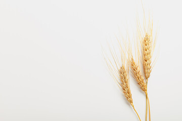 Fototapeta premium Wheat stalks placed on a white surface showing grain heads and stems with no distractions